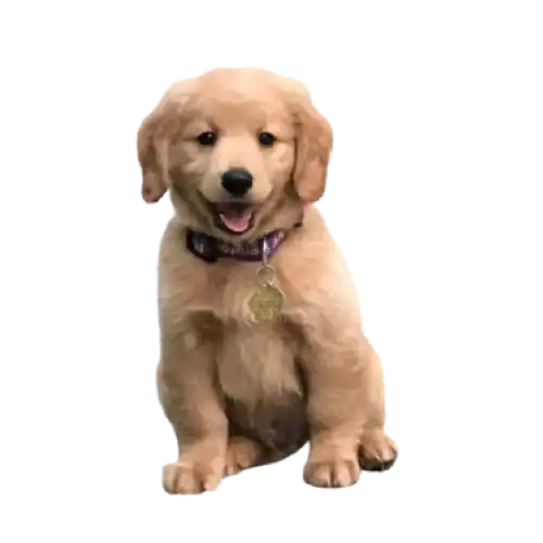 Pet Food Pouches